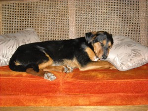briley